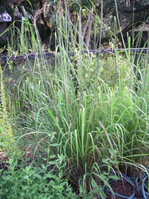Giant Plumegrass